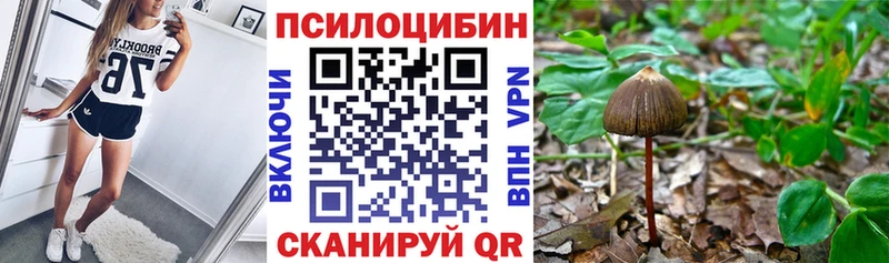 kraken ONION  купить наркоту  Нерюнгри  Псилоцибиновые грибы Psilocybine cubensis 